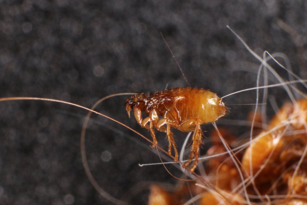 Close-up of a Flea, Brown and Oval-shaped, on a Surface With Fibers — Optimum Pest Services In Mareeba, QLD