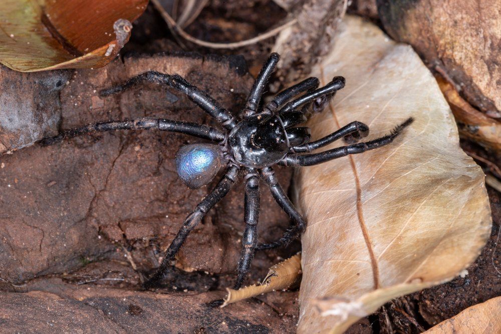Black Spider Sits Among Leaves and Wood — Optimum Pest Services In Palm Cove, QLD