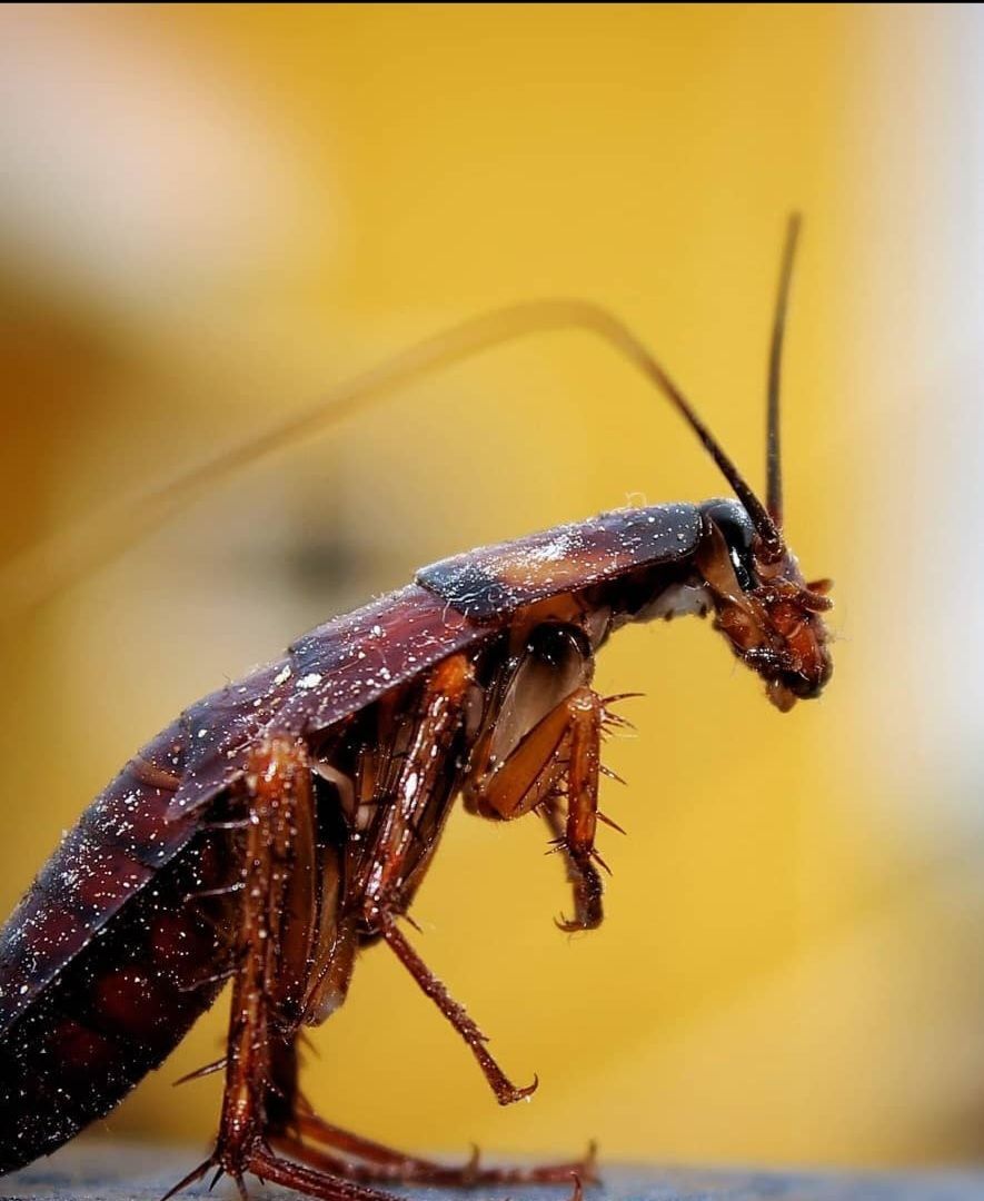 A Close Up of a Cockroach on a Yellow Background — Optimum Pest Services In Edge Hill, QLD