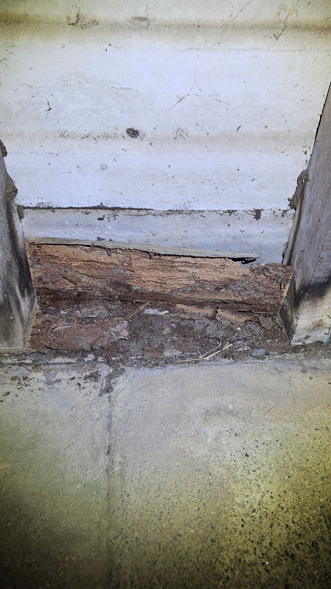 A Close Up of a Piece of Wood on a Concrete Surface — Optimum Pest Services In Edge Hill, QLD