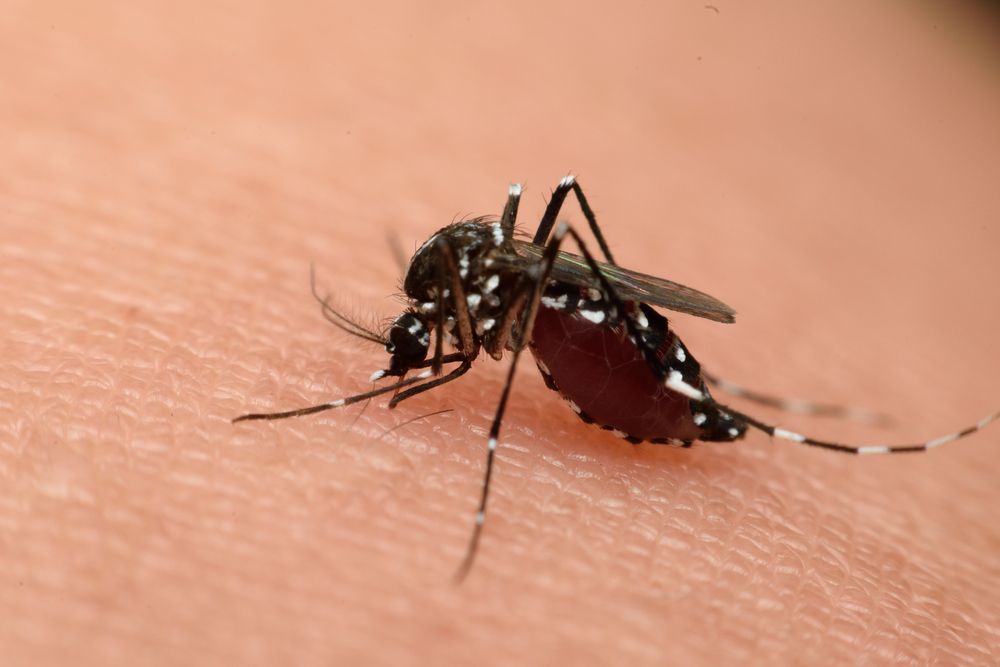Mosquito Biting Skin — Optimum Pest Services In Edge Hill, QLD