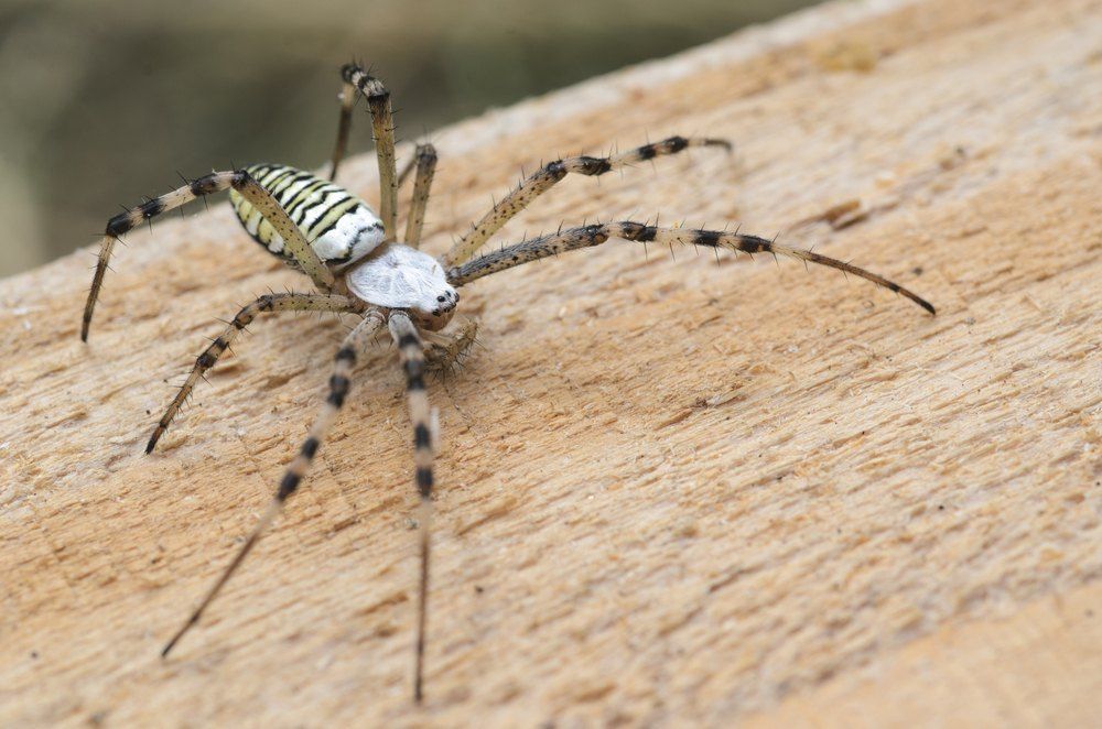 A Yellow and Black Striped Spider With Long Legs on a Wooden Surface — Optimum Pest Services In Edge Hill, QLD