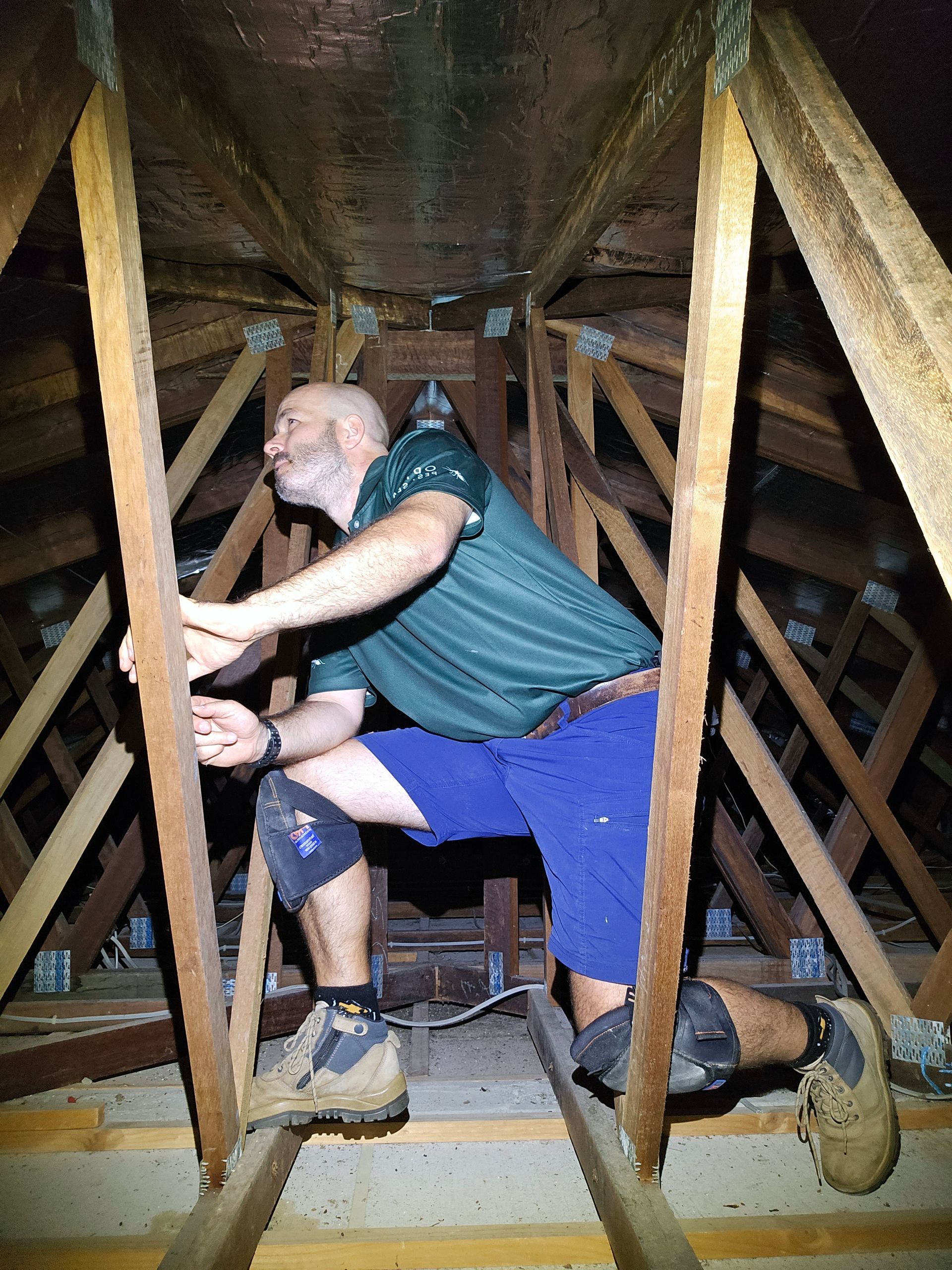 Termites Destroyed the Door Jamb — Optimum Pest Services In Edge Hill, QLD