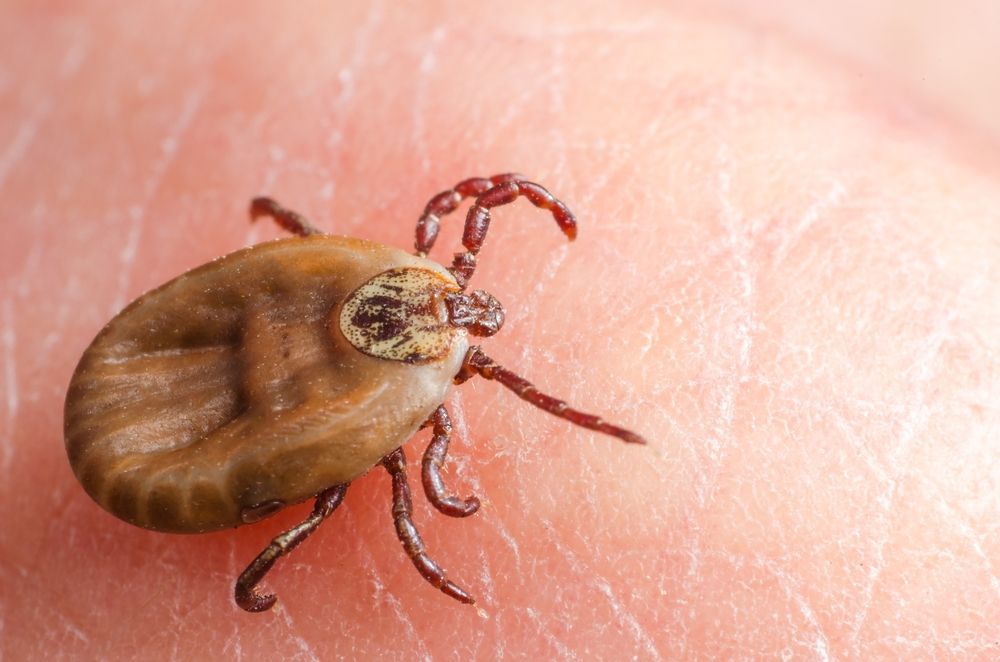 Engorged Tick — Optimum Pest Services In Edge Hill, QLD