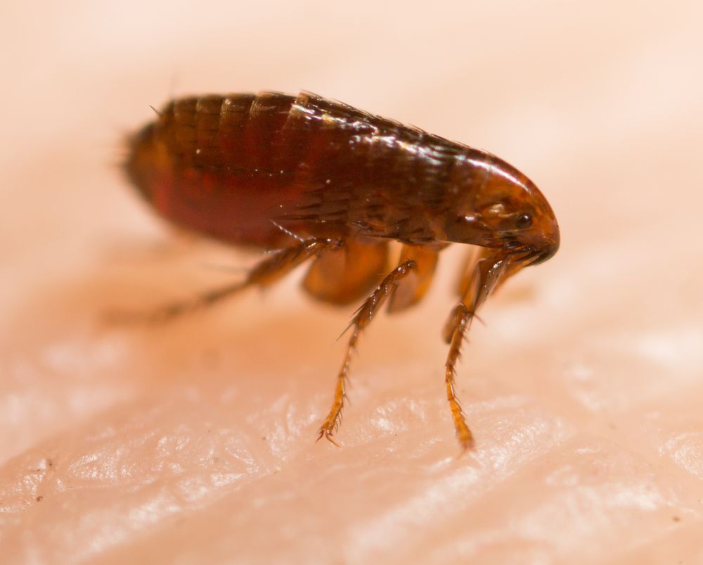 Close-up of a Brown Flea — Optimum Pest Services In Edge Hill, QLD