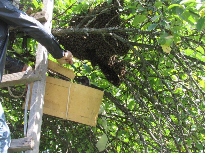 Person on Ladder Transfers Bees From Tree Branch to Box — Optimum Pest Services In Edge Hill, QLD