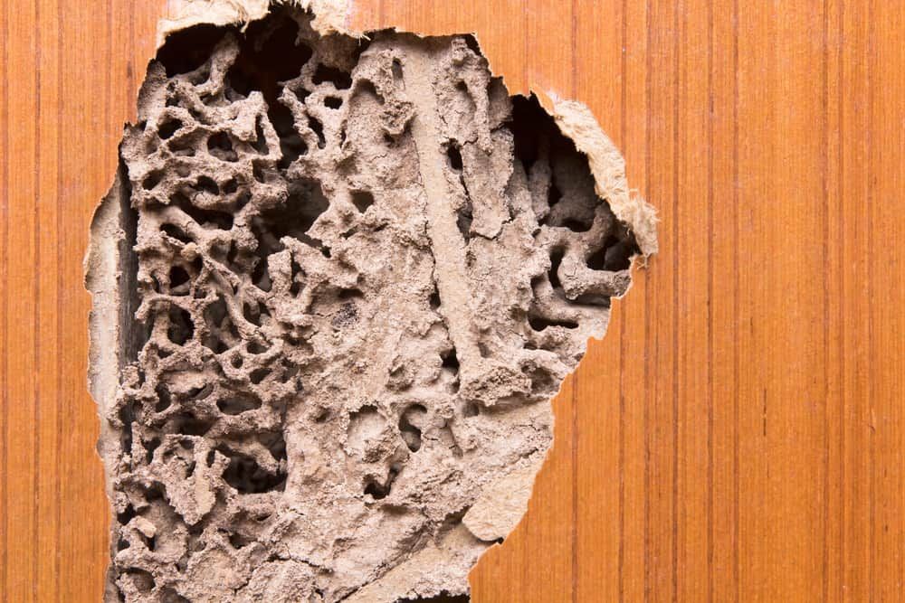 Close-up of severe termite damage inside a wooden wall— Optimum Pest Services In Edge Hill, QLD