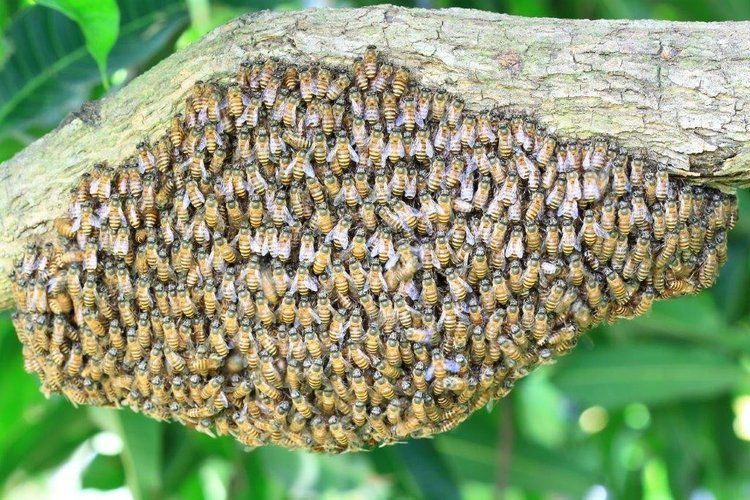 Colony of Bees on a Tree  Branch — Optimum Pest Services In Edge Hill, QLD