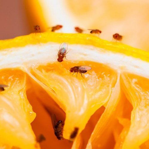 Fruit Flies — Optimum Pest Services In Edge Hill, QLD