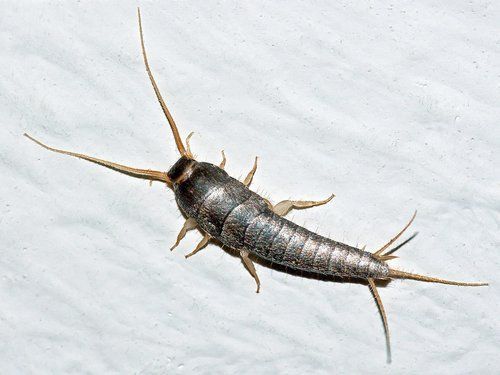 Silverfish — Optimum Pest Services In Edge Hill, QLD