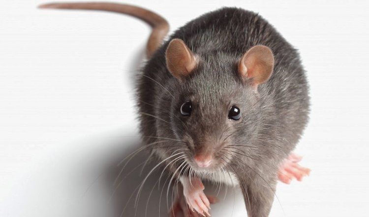 Rodents — Optimum Pest Services In Edge Hill, QLD