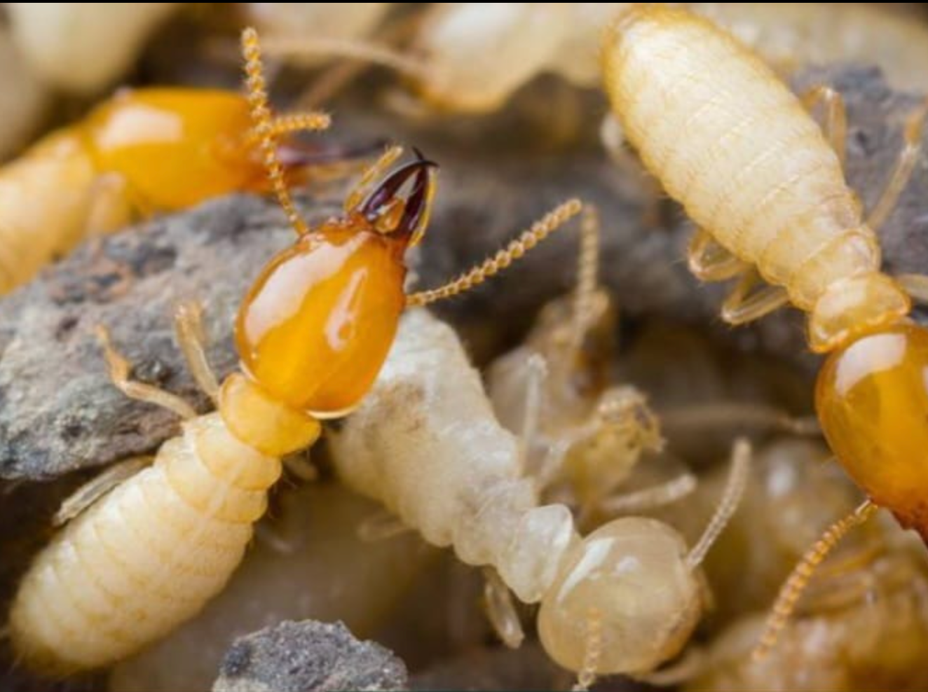 Termites — Optimum Pest Services In Edge Hill, QLD