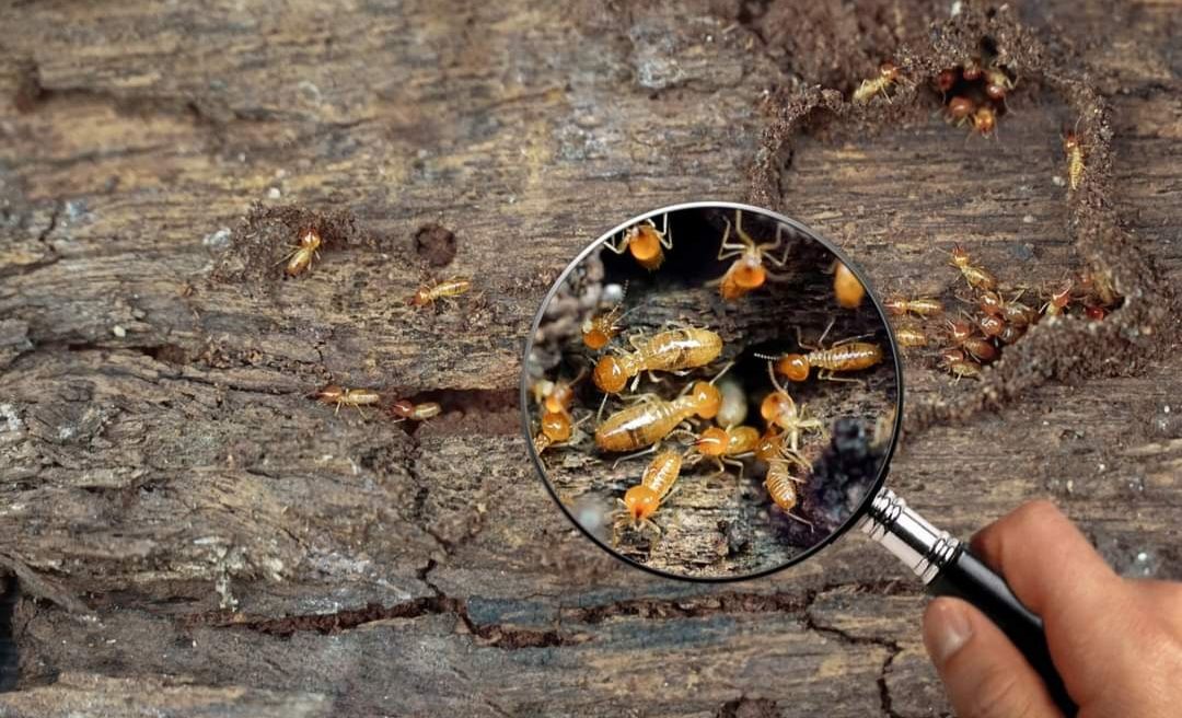 A Person is Looking at Termites Through a Magnifying Glass — Optimum Pest Services In Edge Hill, QLD
