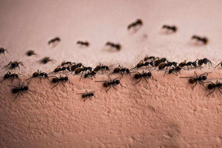 Ants — Optimum Pest Services In Edge Hill, QLD