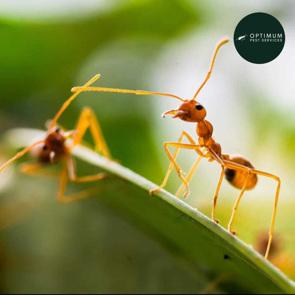 Ants on A Leaf — Optimum Pest Services In Edge Hill, QLD