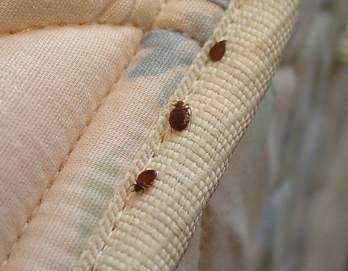 Bed Bugs — Optimum Pest Services In Edge Hill, QLD