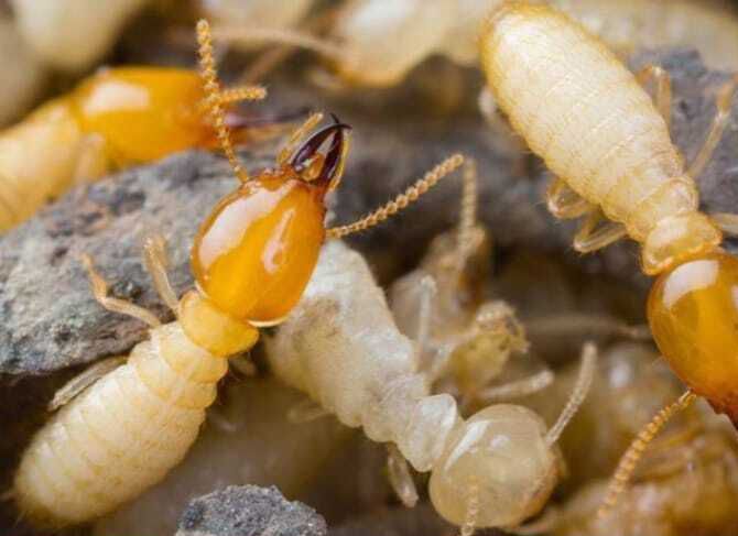 Termite Danger — Optimum Pest Services In Edge Hill, QLD