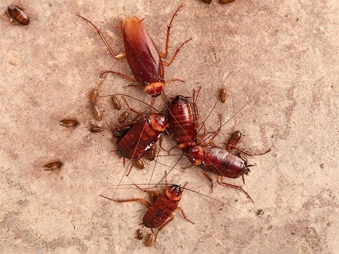 Cockroaches — Optimum Pest Services In Edge Hill, QLD