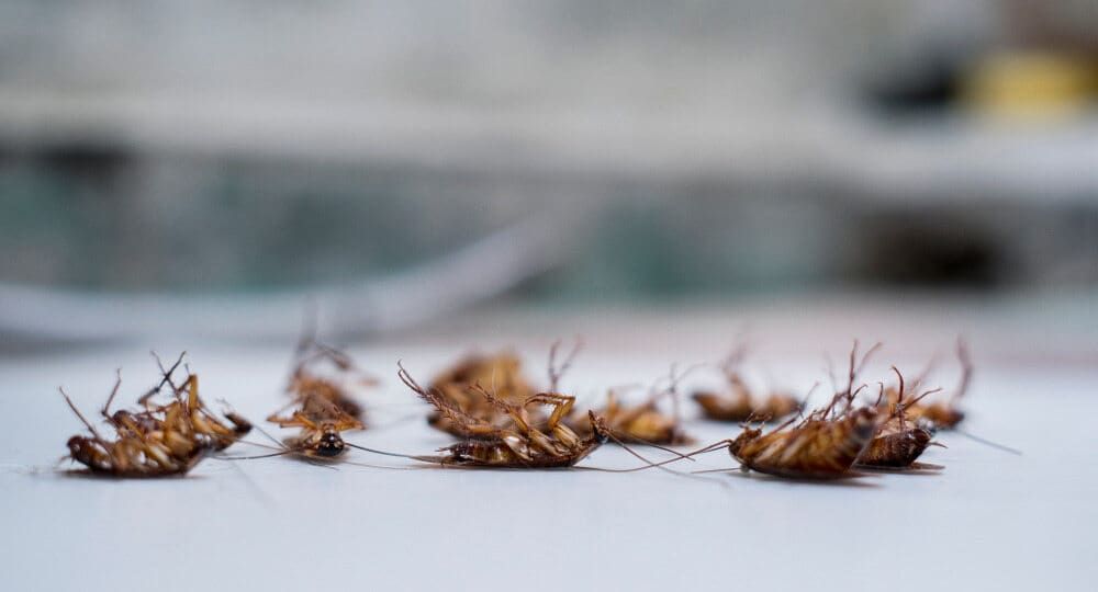 A Bunch of Dead Roaches on the Floor — Optimum Pest Services In Gordonvale, QLD