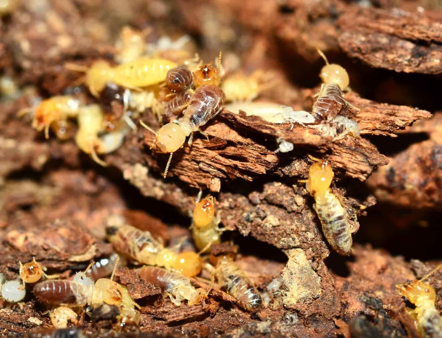 A Group of Termites Are Crawling on a Piece of Wood — Optimum Pest Services In Mareeba, QLD