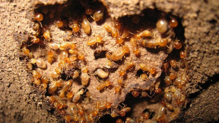 Termites — Optimum Pest Services In Edge Hill, QLD