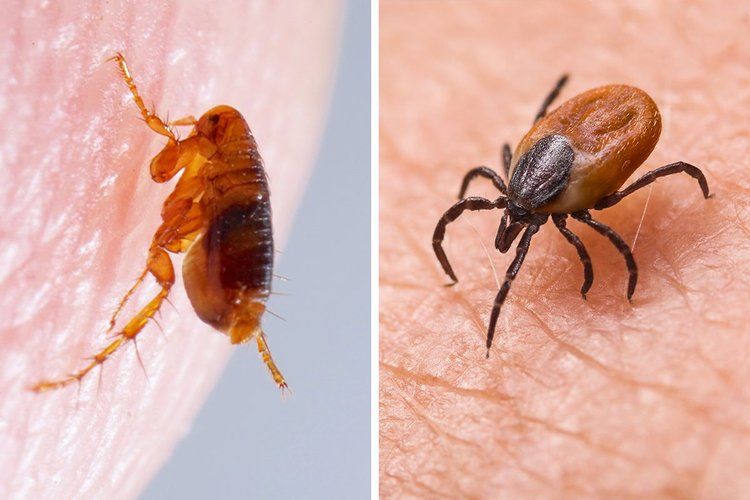 Fleas & Ticks — Optimum Pest Services In Edge Hill, QLD