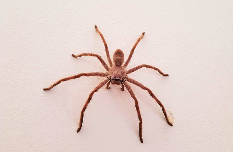 Spiders — Optimum Pest Services In Edge Hill, QLD