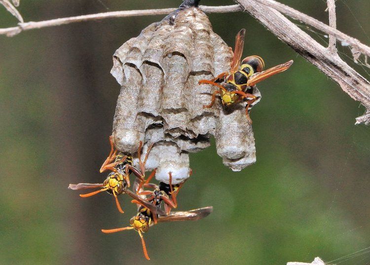 Wasps — Optimum Pest Services In Edge Hill, QLD