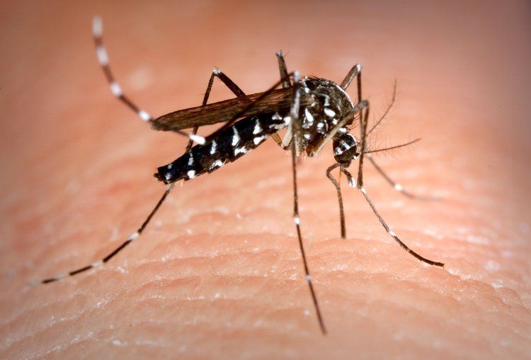Mosquitos — Optimum Pest Services In Edge Hill, QLD