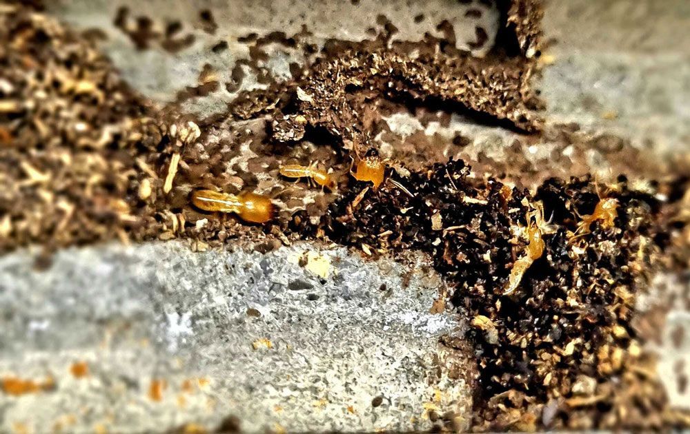Termites on The Ground — Optimum Pest Services In Edge Hill, QLD