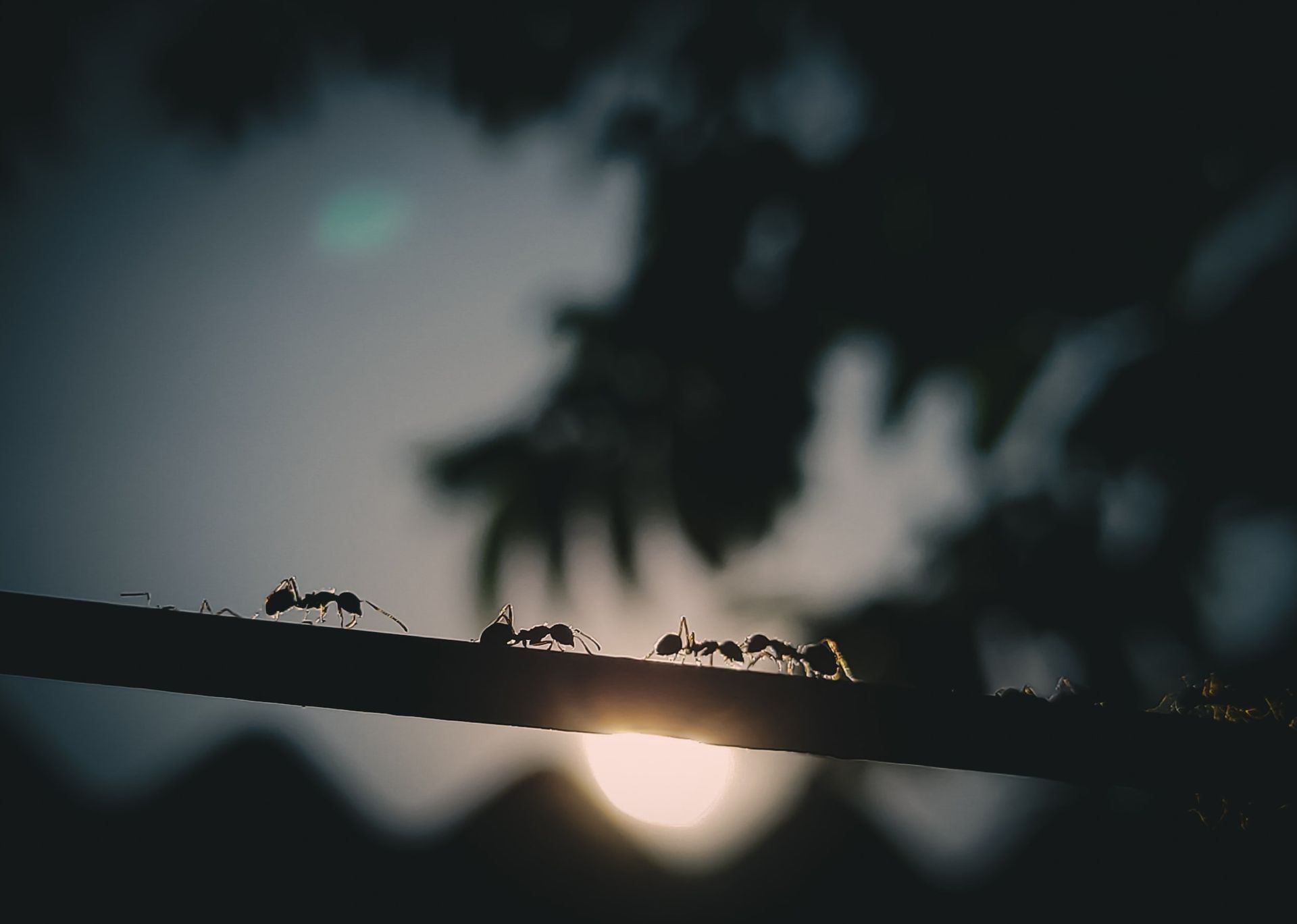 Ants in the Tree — Optimum Pest Services In Stratford, QLD