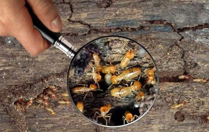 Magnifying Glass to Examine Termites — Optimum Pest Services In Edge Hill, QLD