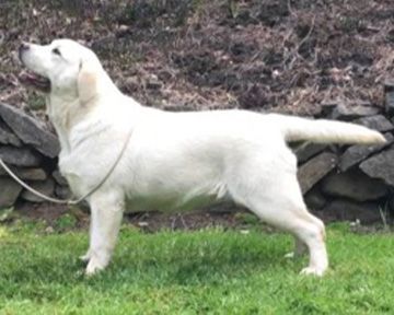 Devonshire labradors best sale