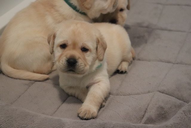 Devonshire Labradors 