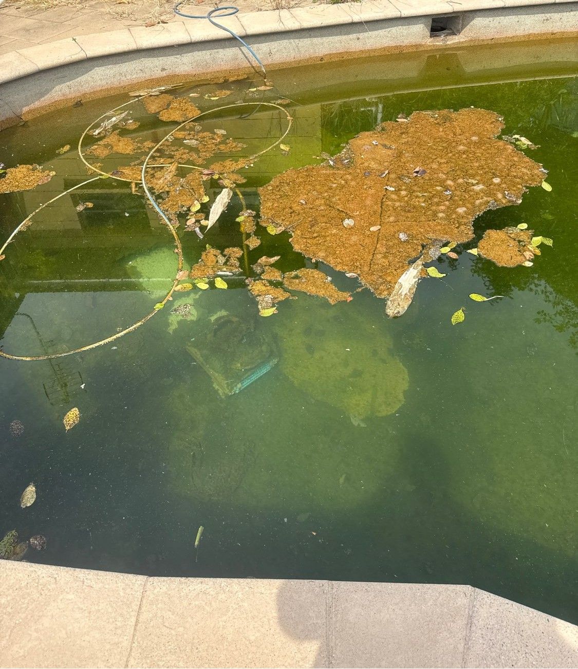 Green, algae-filled pond with floating debris and a concrete border - Friendly Pool & Spa Care in Coconut Grove, NT 