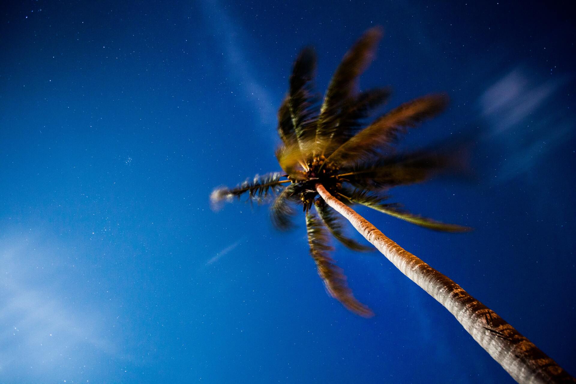 Looking up at a palm tree at night with a starry sky in the background.