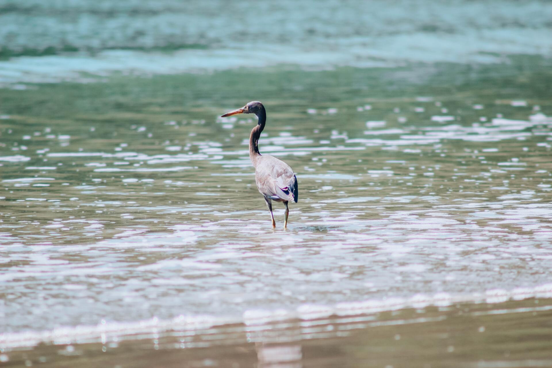 A bird is standing in the water on a beach.