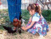 girl and chickens