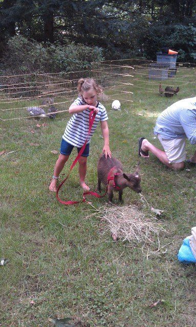 child at petting zoo