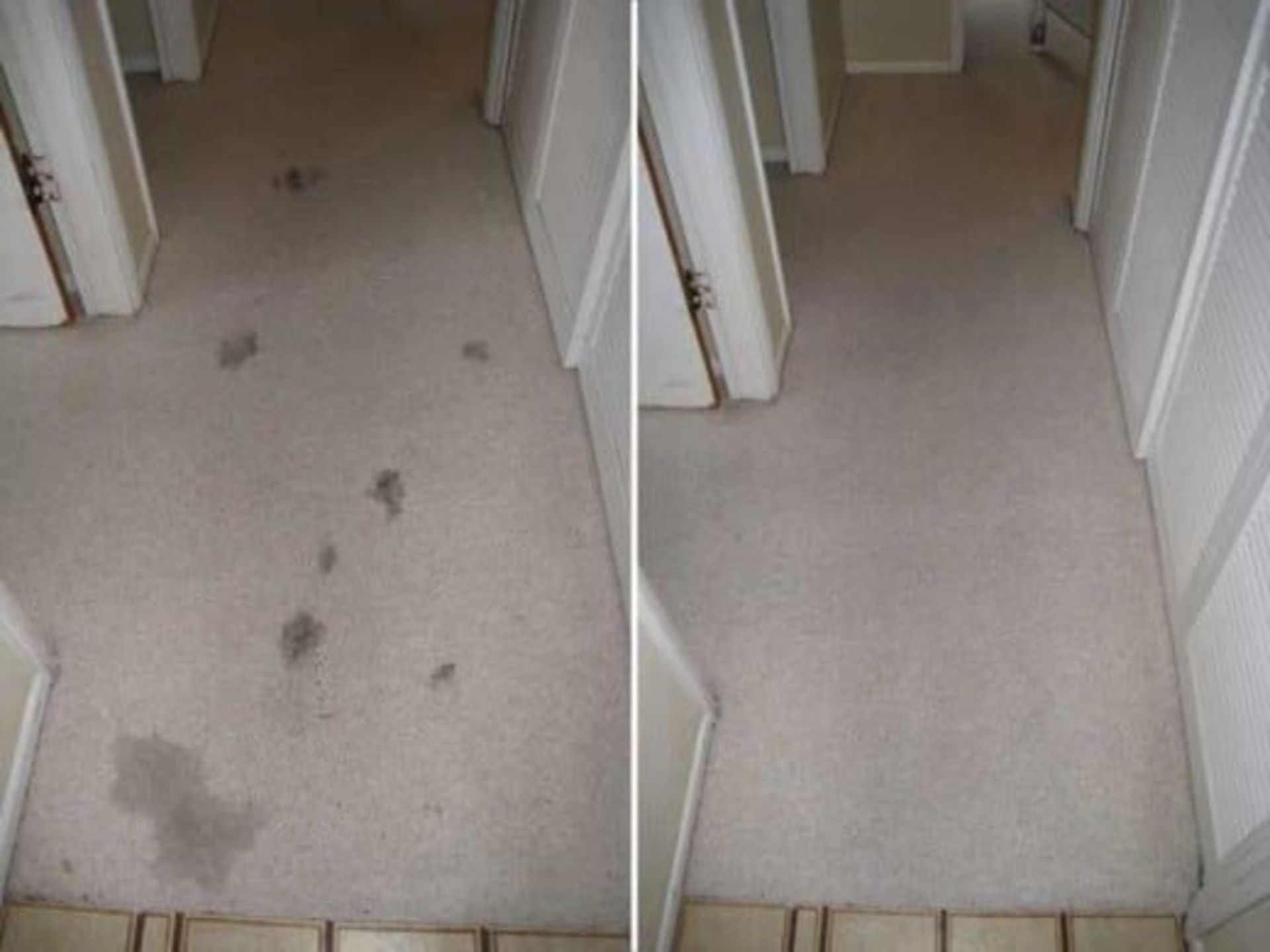 carpet cleaning service