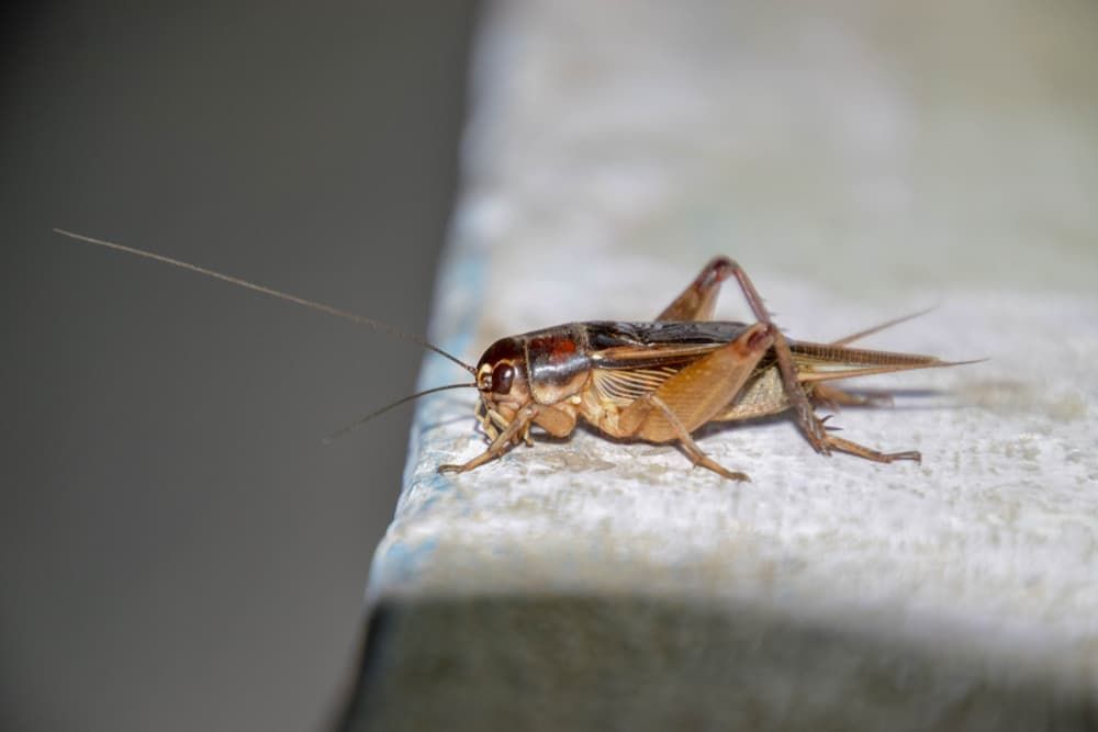 A Close up Of a Grasshopper Sitting on A Concrete Surface — Pest Control Central Coast in Woy Woy, NSW