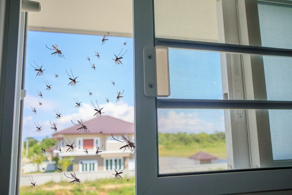 A Bunch of Mosquitoes Are Flying out Of a Window — Pest Control Central Coast in Toukley, NSW