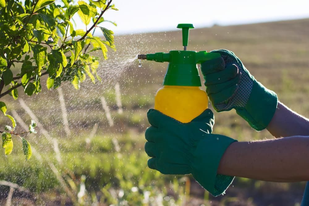 A Person Is Spraying a Tree with A Spray Bottle — Pest Control Central Coast in Toukley, NSW