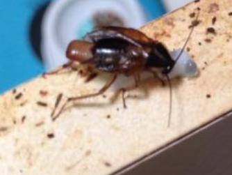 Pack full of insects — Pest Control Central Coast in Wyoming, NSW