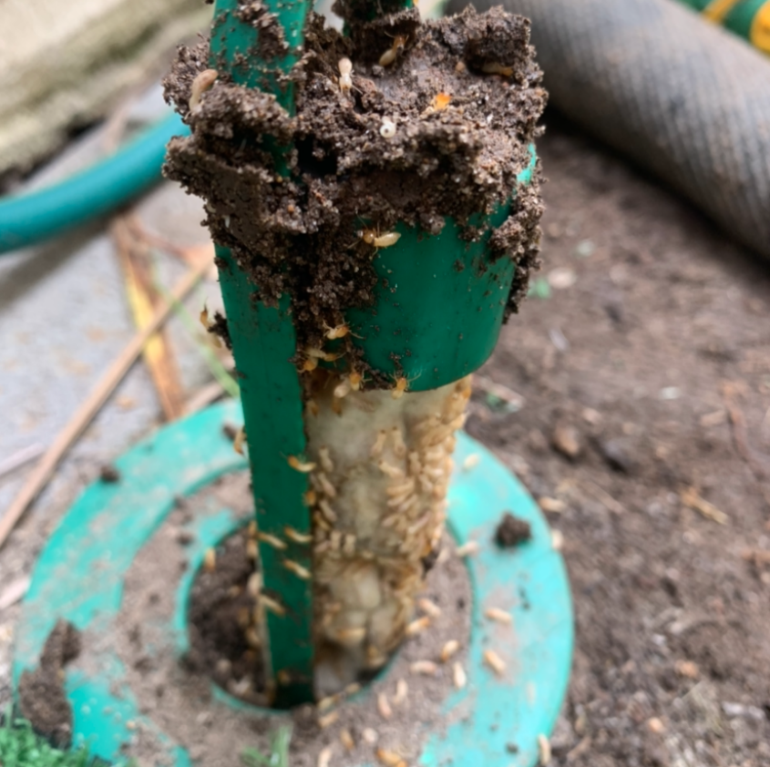 Pest control in action — Termite in Control Central Coast, NSW