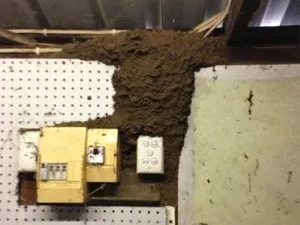 Termite nest on the wall — Pest Control Central Coast in Wyoming, NSW