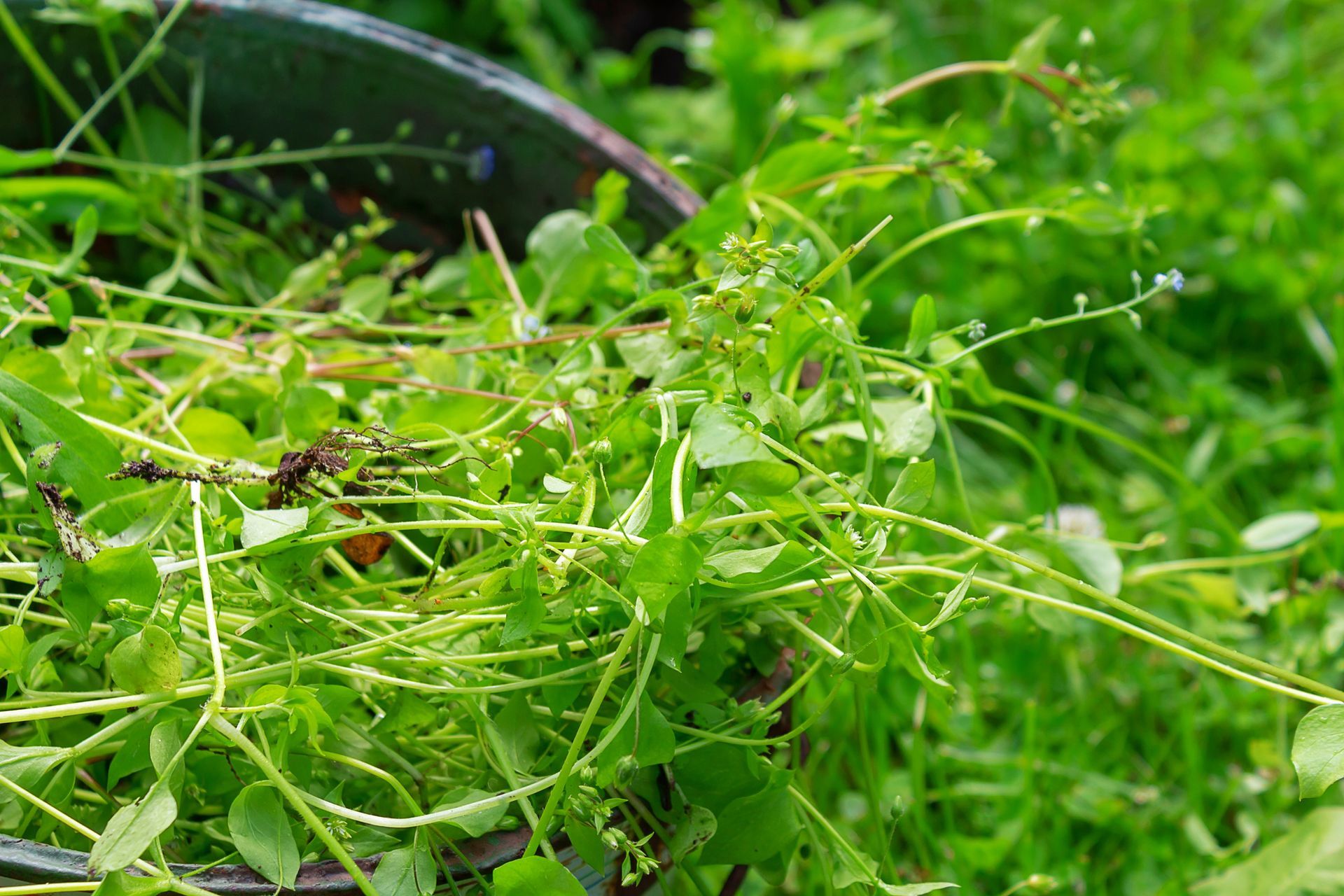 A strainer filled with green grass is sitting on top of a lush green field.