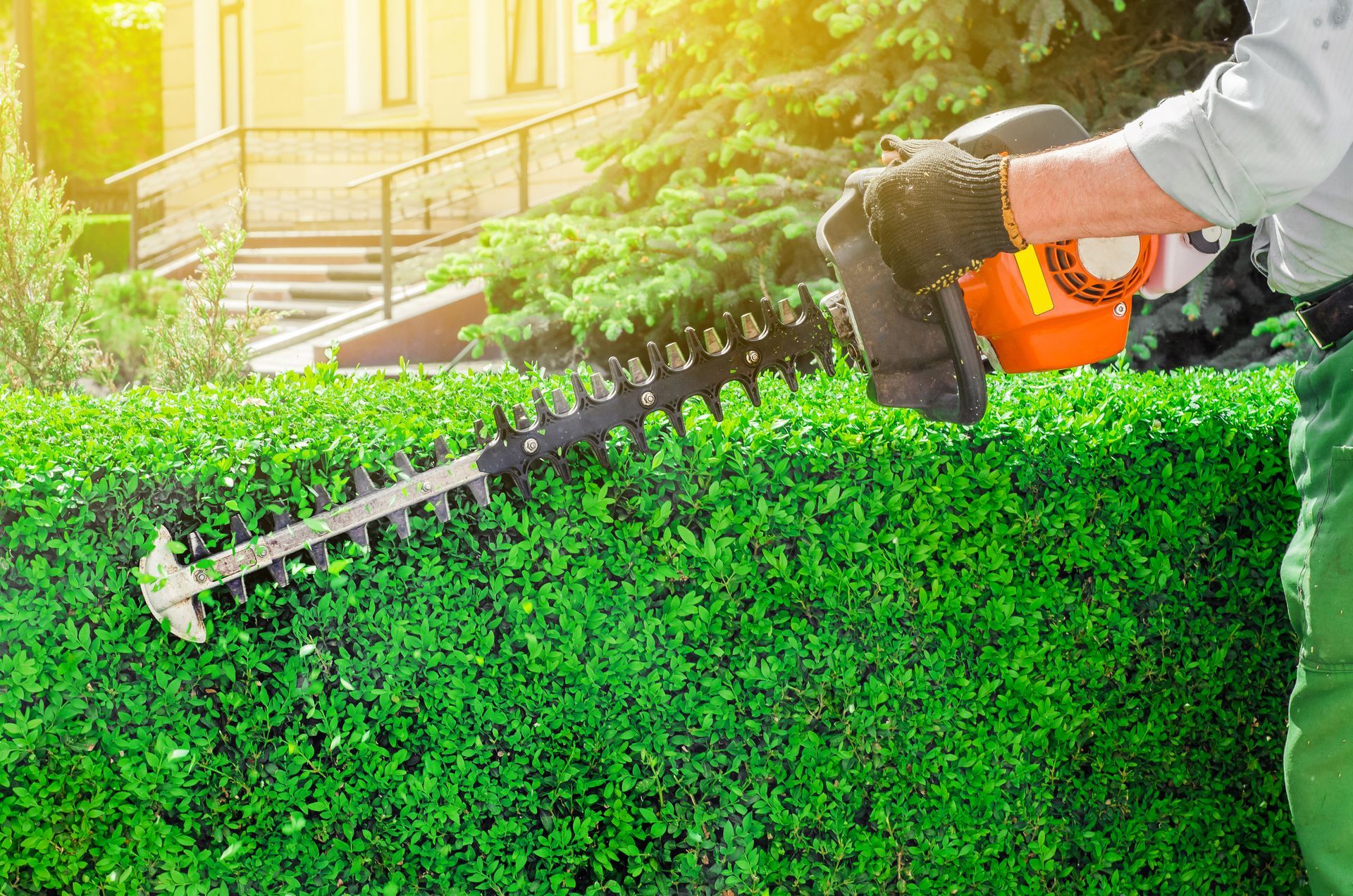 A man is cutting a hedge with a hedge trimmer.