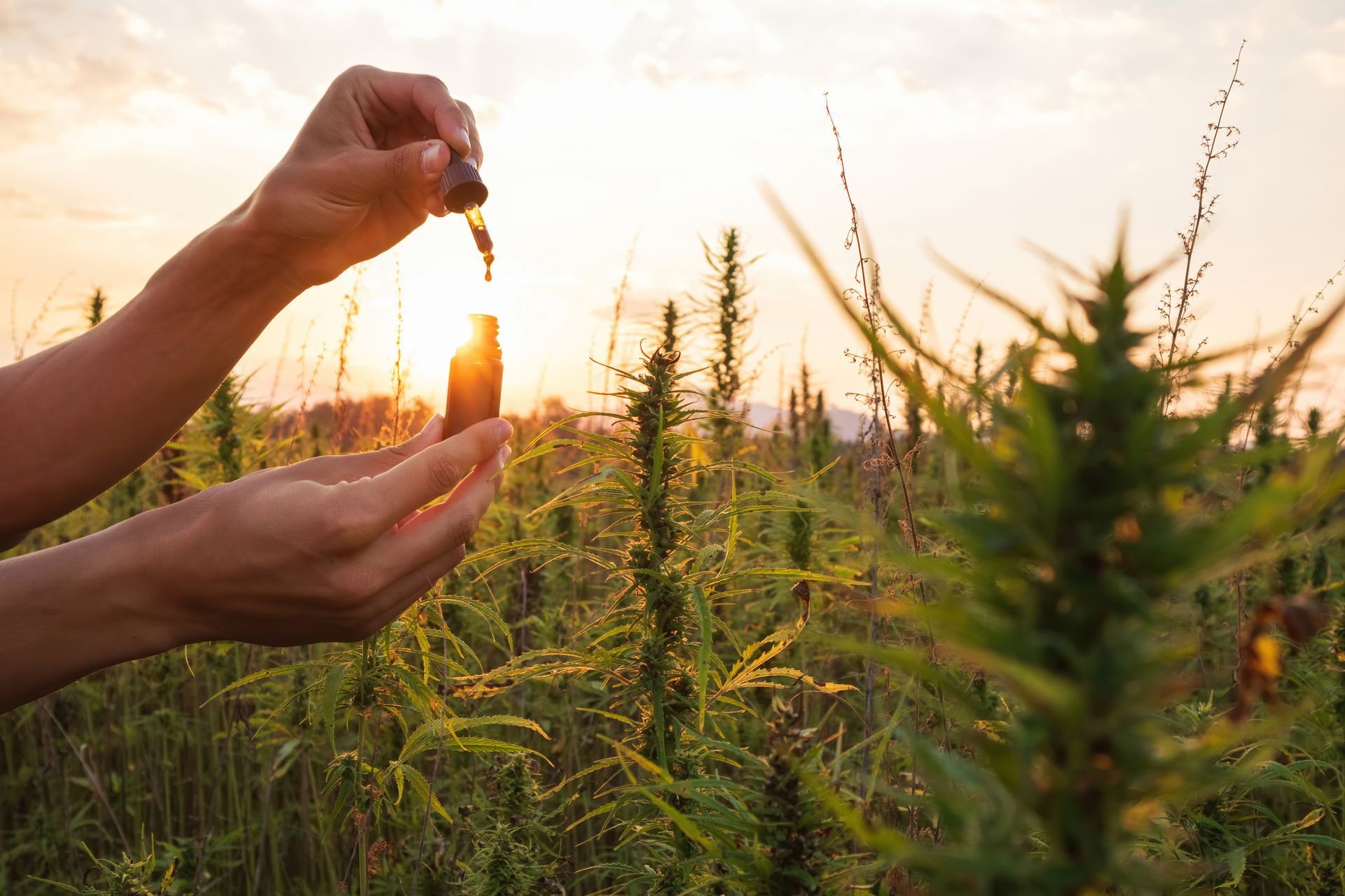 act laws regarding cannabis cultivation