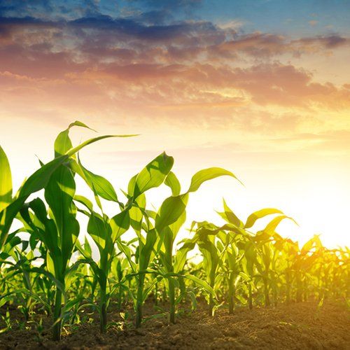 Crop Insurance — Plantation in Mount Vernon, OH